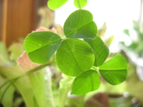 Structure of green leaf Stock Photos