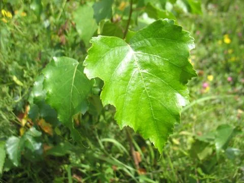 Structure of green leaf Stock Photos