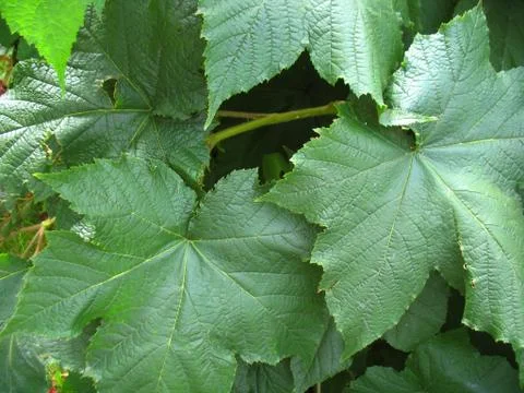 Structure of green leaf Stock Photos