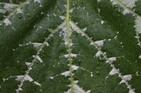 Structure of a green leaf Stock Photos