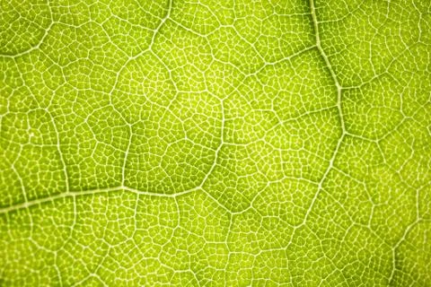 The structure of a green tree leaf as a macro background Foto stock