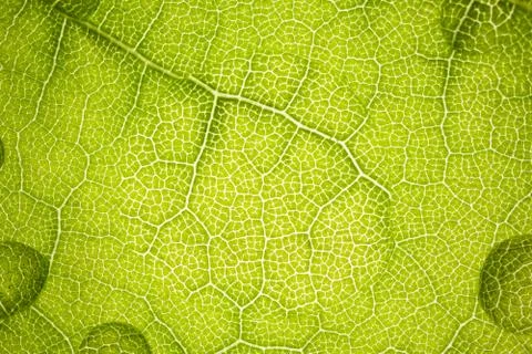 The structure of a green tree leaf as a macro background Photos