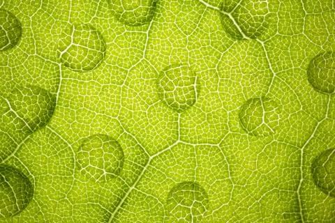 The structure of a green tree leaf as a macro background Stock-Fotos