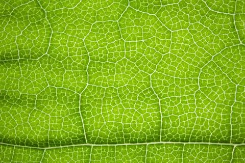 The structure of a green tree leaf as a macro background 스톡 사진