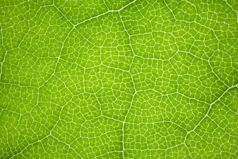 The structure of a green tree leaf as a macro background Stock-Fotos