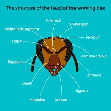 The structure of the head of the working bee color Stock Illustration