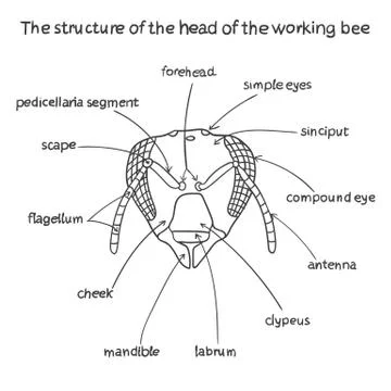 The structure of the head of the working bee Stock Illustration