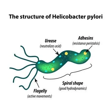 The structure of Helicobacter pylori. Infographics. Vector illustration on Stock Illustration