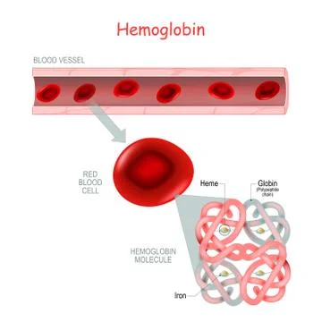 Structure of the hemoglobin molecule Stock Illustration