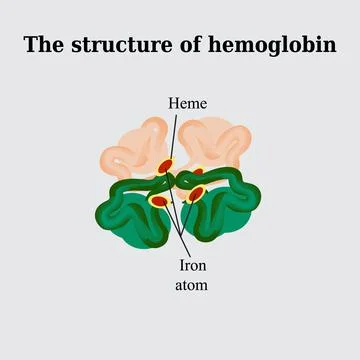 The structure of hemoglobin. Vector illustration on a gray background Stock Illustration