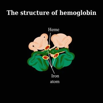 The structure of the hemoglobin. Vector illustration Stock Illustration