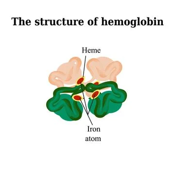 The structure of hemoglobin. Vector illustration on isolated background Stock Illustration