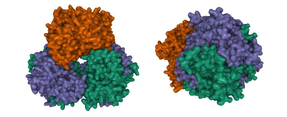 Structure of human bleomycin hydrolase Stock Illustration