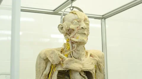 The Structure of the Human Body Stock Footage 67463448