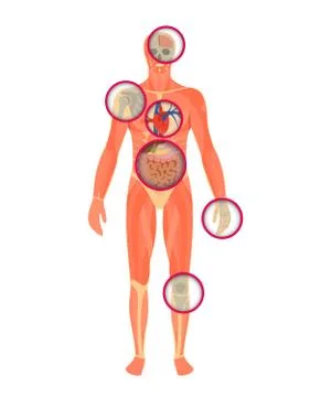 Structure of human body - a look through the scanner Stock Illustration