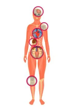 Structure of human body - a look through the scanner Stock Illustration