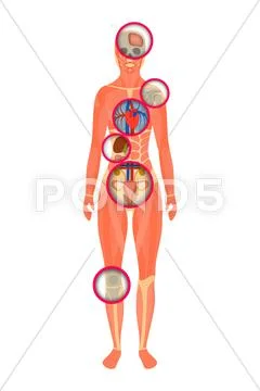 Structure of human body - a look through the scanner. PSD Template