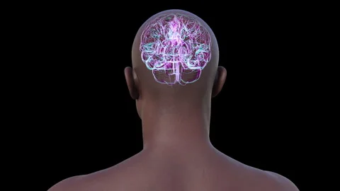 Structure of human brain, animation Stock Footage 295178714