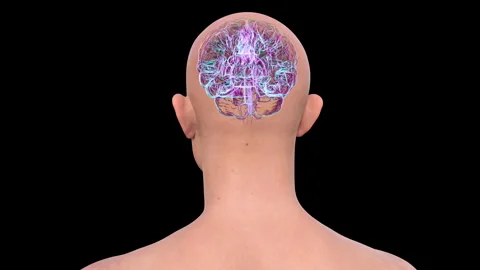 Structure of human brain, animation Stock Footage 295179291