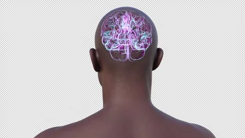Structure of human brain, animation Stock Footage 295181961