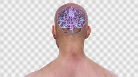 Structure of human brain, animation Stock Footage 295184517