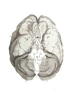 A structure of a human brain from an atlas of human anatomy isolated on a whi Stock Illustration