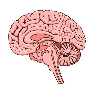 Structure of human brain section schematic vector Stock Illustration