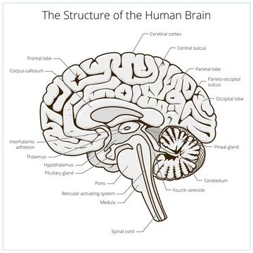 Structure of human brain section schematic vector Stock Illustration