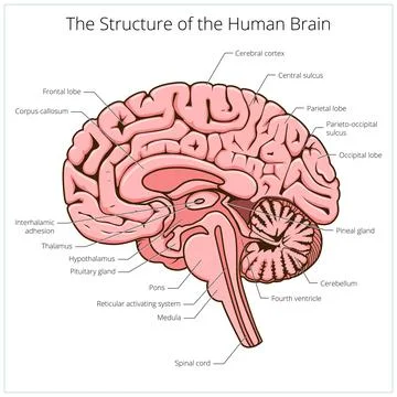 Structure of human brain section schematic vector Stock Illustration