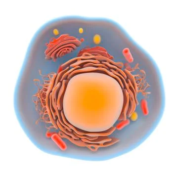 Structure of the human cell Stock Illustration