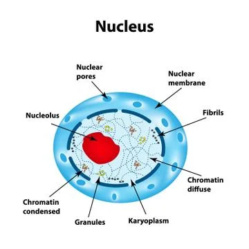The structure of the human cell nucleus. Infographics. Vector illustration on Stock Illustration