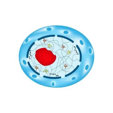 The structure of the human cell nucleus. Infographics. Vector illustration on Stock Illustration