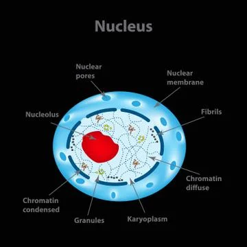 The structure of the human cell nucleus. Infographics. Vector illustration Stock Illustration