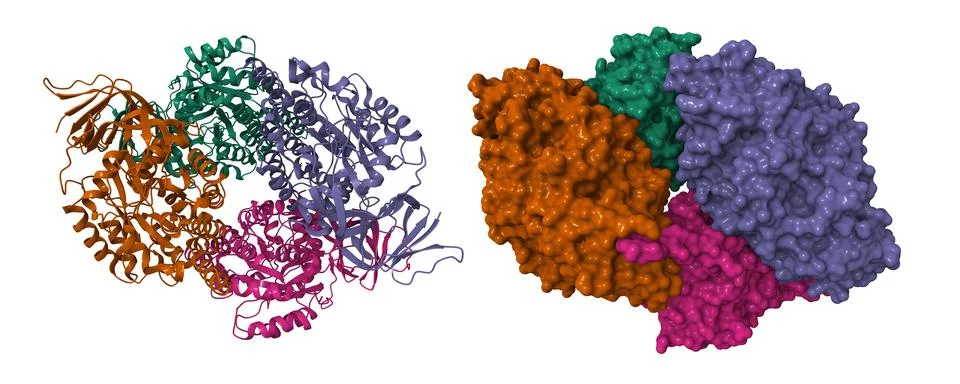 Structure of the human collapsin response mediator protein-1 Illustrazione stock