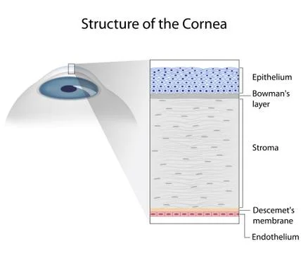 Structure of human cornea Stock Illustration