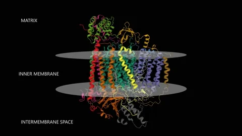 Structure of human cytochrome c oxidase Stock Footage 196020273