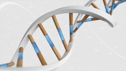 The structure of the human DNA rotates against the background of compounds an Stock Photos