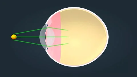 Structure of the Human Eye and anatomy of vision 動画素材 229424219