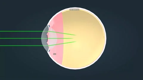 Structure Of The Human Eye And Anatomy O Stock Video Pond5