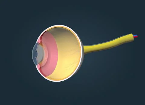 Structure of the Human Eye and anatomy of vision Stock Illustration