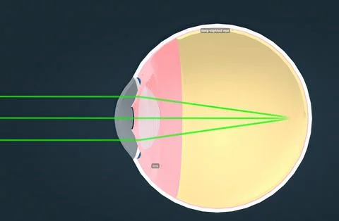 Structure of the Human Eye and anatomy of vision Stock Illustration