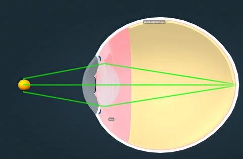 Structure of the Human Eye and anatomy of vision Illustrazione stock