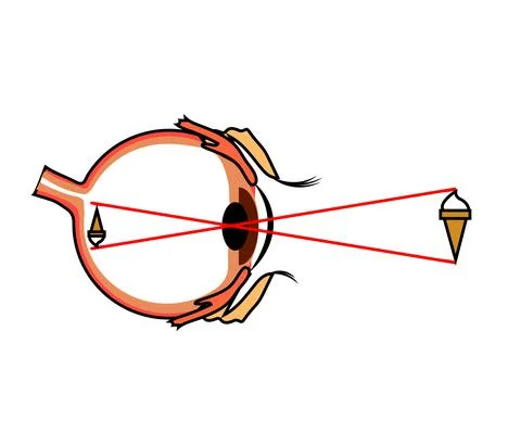 The structure of the human eye. Cartoon. Stock Illustration