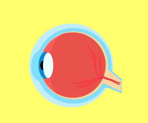 The structure of the human eye. Cartoon. Vector Stock Illustration