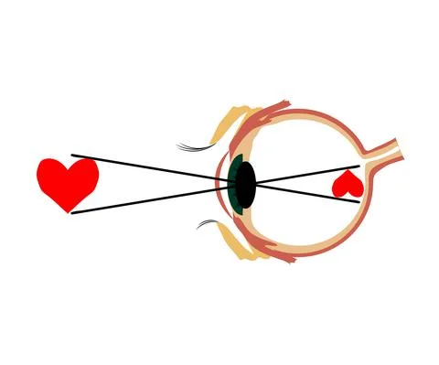 The structure of the human eye. Cartoon. Vector. Stock Illustration