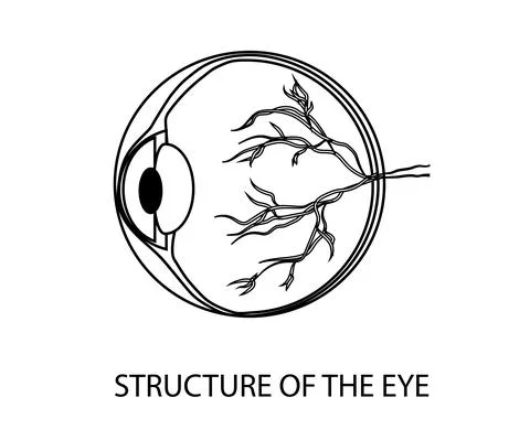 The structure of the human eye. Silhouette. Vector Stock Illustration
