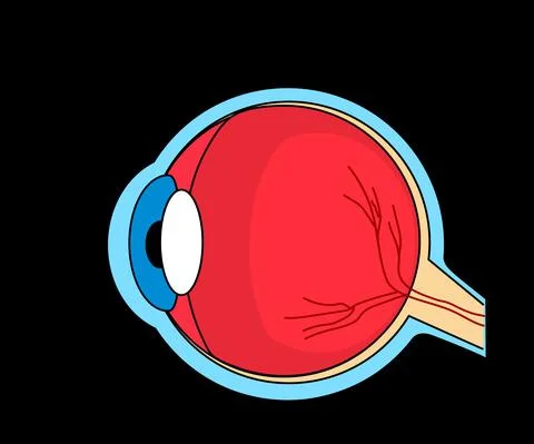 The structure of the human eye. Symbol. Stock Illustration