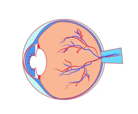 The structure of the human eye. Symbol. Stock Illustration