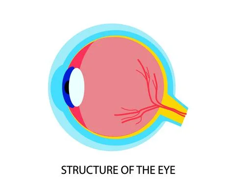 The structure of the human eye. Symbol. Vector Stock Illustration