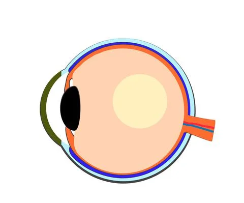 The structure of the human eye on a white background. Cartoon. Stock Illustration